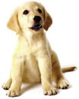 Placeholder Picture